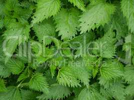 Young plants of stinging nettle