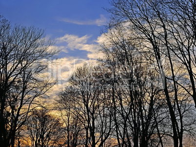Tops of trees at twilight
