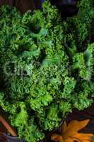 Kale Brassica oleracea