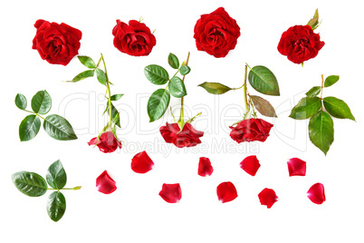 Red roses isolated on white background. Flat lay, top view.