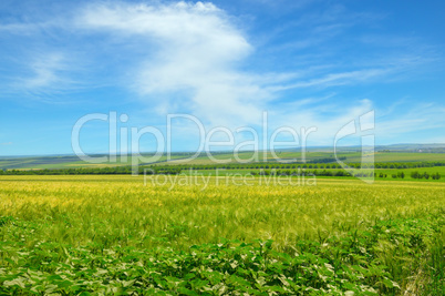 Wheat field and blue sky with clouds