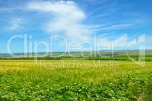 Wheat field and blue sky with clouds