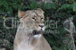 Asiatischer Löwe    (Panthera leo persica)