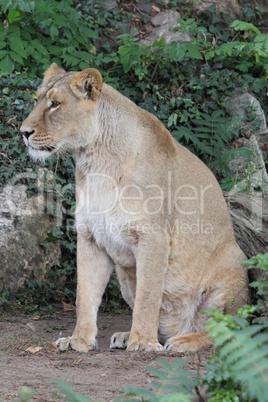 Asiatischer Löwe    (Panthera leo persica)
