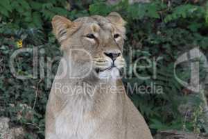 Asiatischer Löwe     (Panthera leo persica)