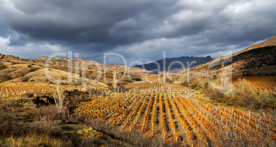 Vineyards. The Autumn Valley