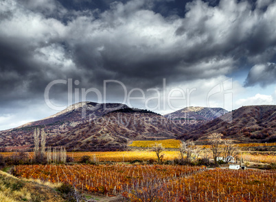 Vineyards. The Autumn Valley. HDR