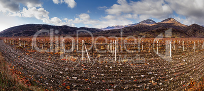 Vineyards. The Autumn Valley