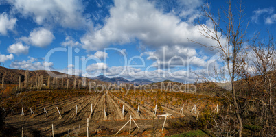 Vineyards. The Autumn Valley