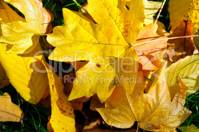 Autumn yellow leaves and ladybug on maple leaf. Top view.