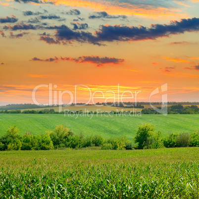 Corn field and sun rise on blue sky.