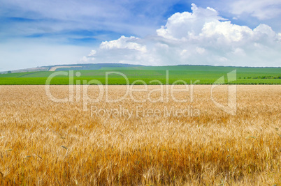 Wheat field and blue sky with light clouds