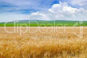 Wheat field and blue sky with light clouds