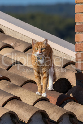 Young cat posing for the photograph on the house roof