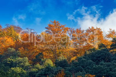 Beautiful beech forest in autumn near town Olot in Spain, La Fag