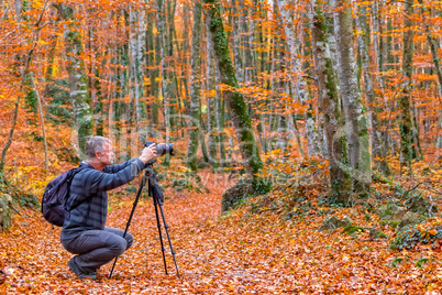 Photographer take pictures  of beautiful beech forest near town