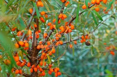 orange sea buckthorn berries on the bushes, sea buckthorn