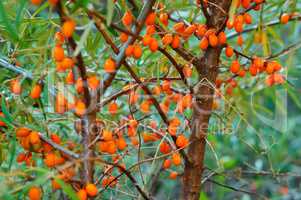 orange sea buckthorn berries on the bushes