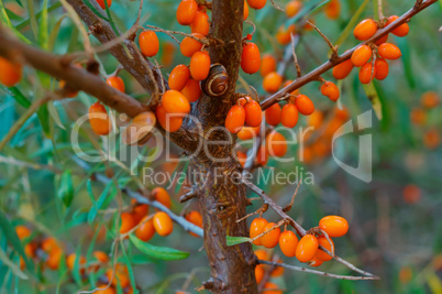 orange sea buckthorn berries on the bushes, sea buckthorn