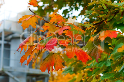 red yellow autumn leaves of maple tree