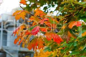 red yellow autumn leaves of maple tree