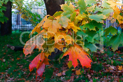 red yellow autumn leaves of maple tree