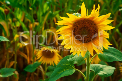 beautiful sunflowers growing in field