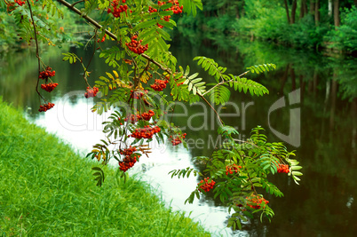 Bush of ripe Rowan in the fall