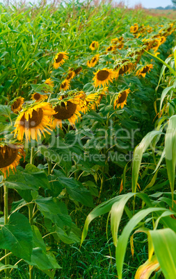 beautiful sunflowers growing in field