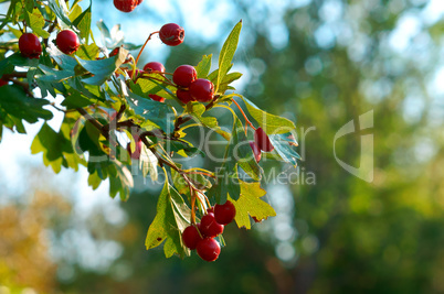 red berries on branches with green leaves of hawthorn