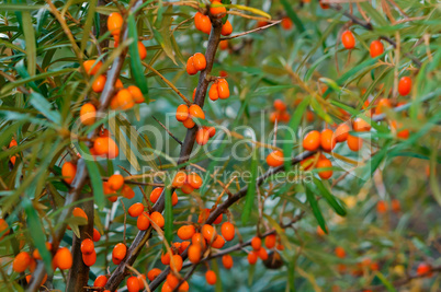 orange sea buckthorn berries on the bushes, sea buckthorn