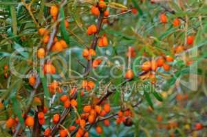 orange sea buckthorn berries on the bushes, sea buckthorn