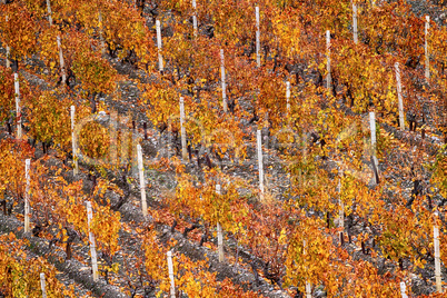 Autumnal vineyard close-up.