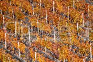 Autumnal vineyard close-up.