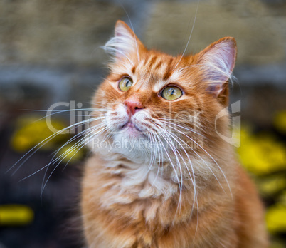 portrait of a fluffy red cat on the street