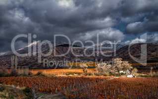 Vineyards. The Autumn Valley