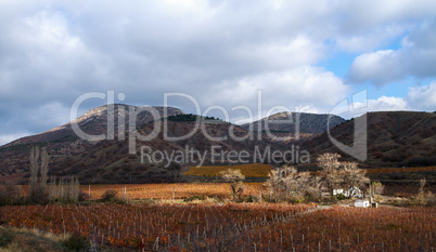 Vineyards. The Autumn Valley