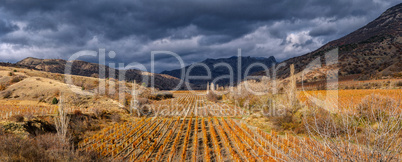 Vineyards. The Autumn Valley