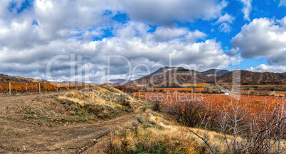 Vineyards. The Autumn Valley