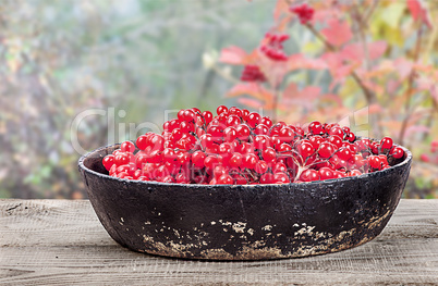 Viburnum in a pan on wooden table