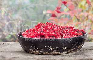 Viburnum in a pan on wooden table