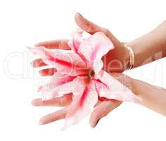 Woman's hands holding lily