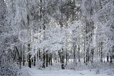 Winter landscape trees in snow.