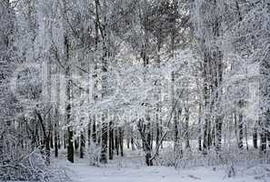 Winter landscape trees in snow.