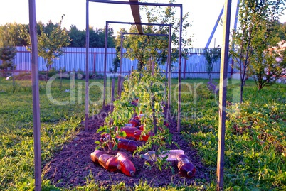 bed with tomatoes in the evening in summer