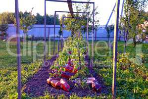 bed with tomatoes in the evening in summer