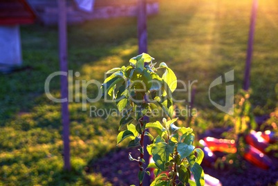 a young Apple tree in the sunshine in summer
