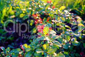 flowers young Apple trees in the spring