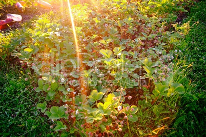 flowers strawberry in the sun in summer