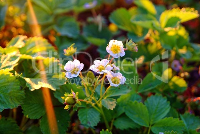 flowers strawberry in the sun in summer